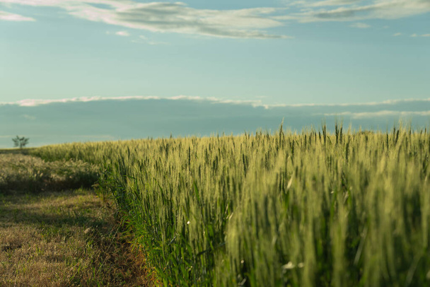 south of Ukraine. a field of wheat before a thunderstorm - Φωτογραφία, εικόνα