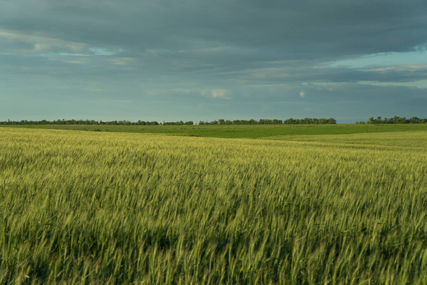 south of Ukraine. a field of wheat before a thunderstorm - Foto, Bild