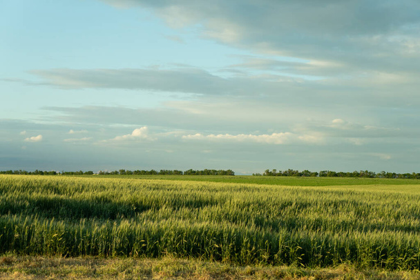 south of Ukraine. a field of wheat before a thunderstorm - Foto, Imagen