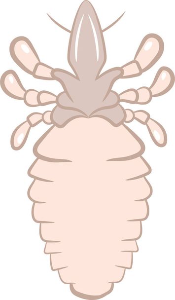 Realistic Illustration of Lice or Tick Insect. - Vektor, Bild