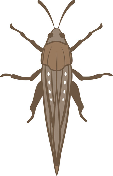 Ilustración realista de langosta o insecto saltamontes. Aislado sobre fondo blanco. insectos insectos gusanos plagas y moscas. - Vector, imagen