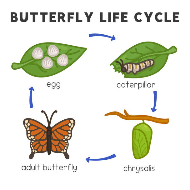 butterfly life cycle diagram chart in science subject kawaii doodle vector cartoon - Vecteur, image