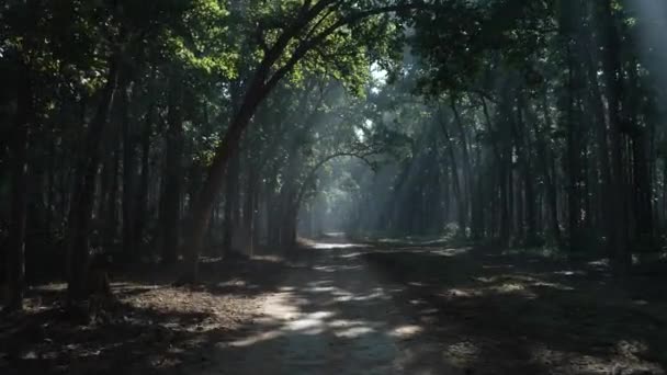 The road for the tourist and transportation in the Dense forest of Jim Corbett national park. High-quality Apple Prores 4k footage. - Materiaali, video
