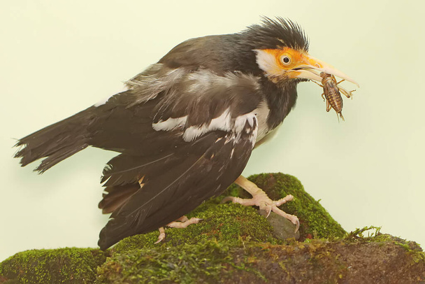 Asyalı bir sığırcık yosunla kaplı bir kayanın üzerinde yiyecek arıyor. Bu güzel sesli kuşun bilimsel adı Sturnus Contra.. - Fotoğraf, Görsel