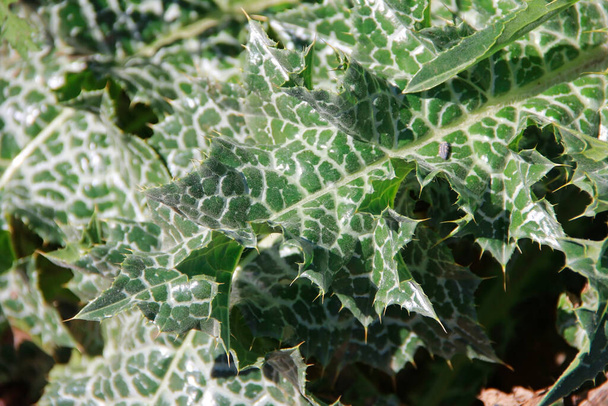 green spotted plant milk thistle with prickly leaves - Fotó, kép