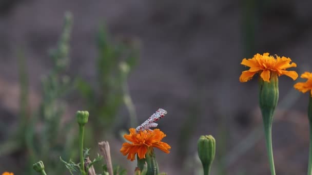 A (Utetheisa pulchella )Crimson-speckled Moth) butterfly sucks the juice from the yellow flowers of spring marigold, pali India - Кадры, видео