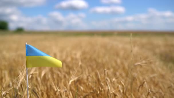 Ukrainian national flag flutters against the background of a wheat ears field and a sky with clouds. Spikelets and fluttering flag. Blockade of Ukraine and problems with export of grain through war - Materiał filmowy, wideo