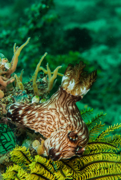 Nudibranch στο Ambon, υποβρύχια φωτογραφία Μαλούκου, Ινδονησία - Φωτογραφία, εικόνα