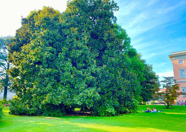 Parkta kocaman bir Güney Manolya ağacı - Fotoğraf, Görsel