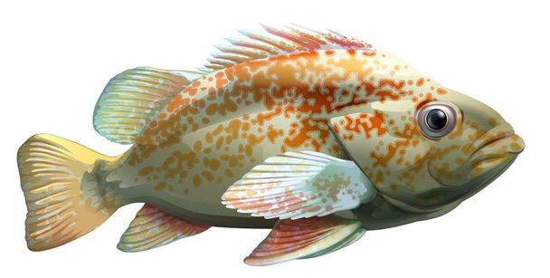 Un pez grande
 - Vector, imagen
