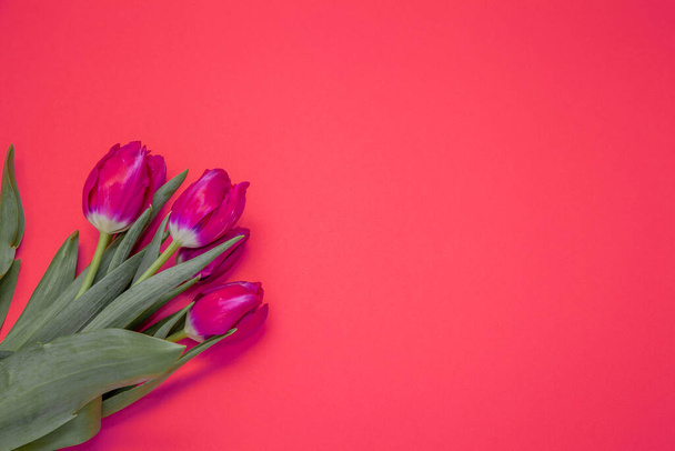 Pink tulips bouquet on background with place for text. Tulip flower. Spring flowers. Copy space. - Zdjęcie, obraz