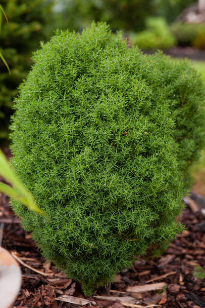 Pretty little Thuja occidentalis Teddy, ball shape growing in the garden. With rain drops on the brunches. Selective focus natural light - Foto, Bild