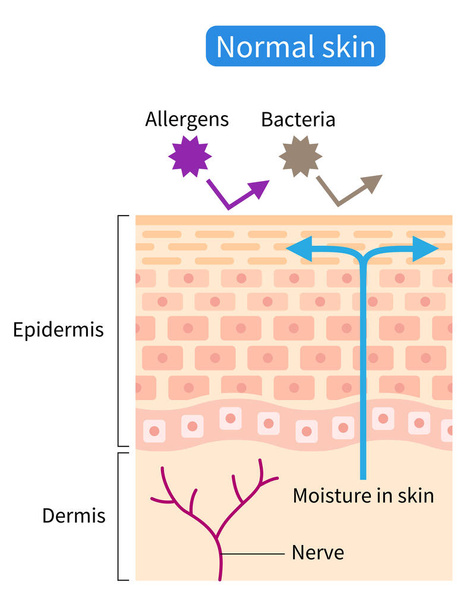 normal skin barrier helps retain moisture and protect from external stimuli. Healthy skin care concept - Vektor, obrázek