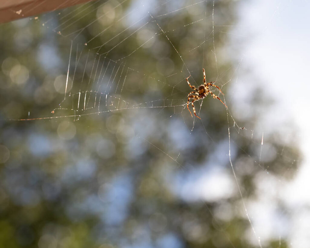 Orb weaver spider on its web backlit by the sun. - Photo, Image