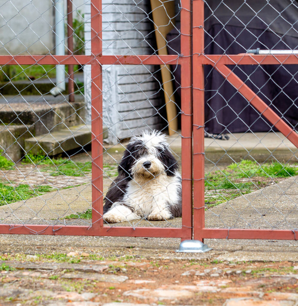 Faithful bobtail dog behind gate waiting for owner - Foto, Imagen