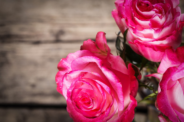 Fresh pink roses on white - Photo, image