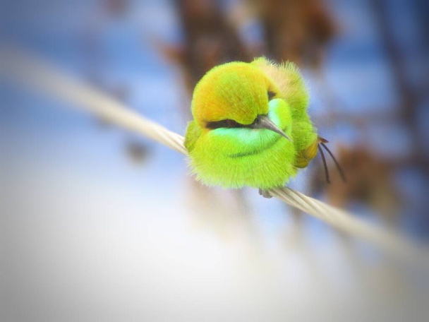 Uccello piumato verde su filo - Foto, immagini