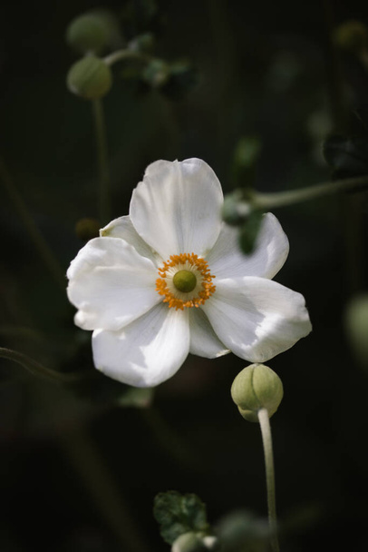White Japanese anemones on a green natural background. Growing hybrid plants in a botanical garden. Flowering of summer and fall plants. Macro photos of nature. Honorine jobert anemone flower close up - Foto, Imagen