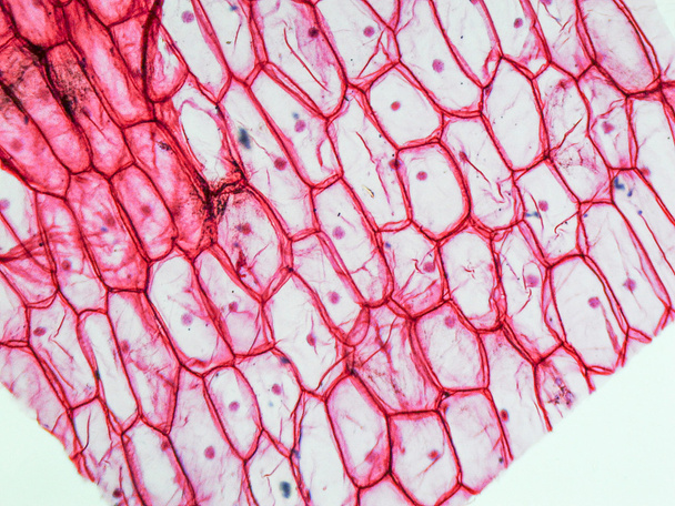 cebula epidermus mikroskopu - Zdjęcie, obraz