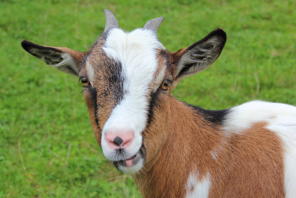 Hausziege / Domestic Goat / Capra aegagrus hircus - Fotografie, Obrázek