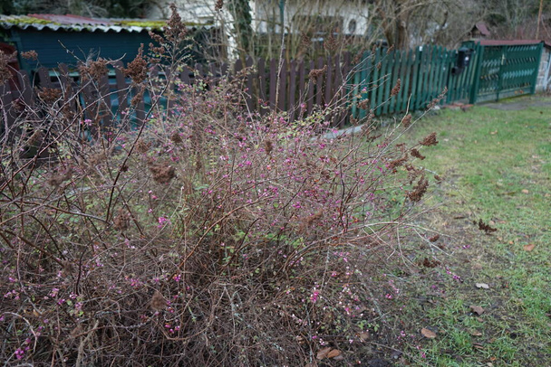 Symphoricarpos x doorenbosii 'Magic Berry' vormt ontelbare roze-kleurige vruchten die zich tot ver in de winter aan de plant vastklampen. Berlijn, Duitsland - Foto, afbeelding