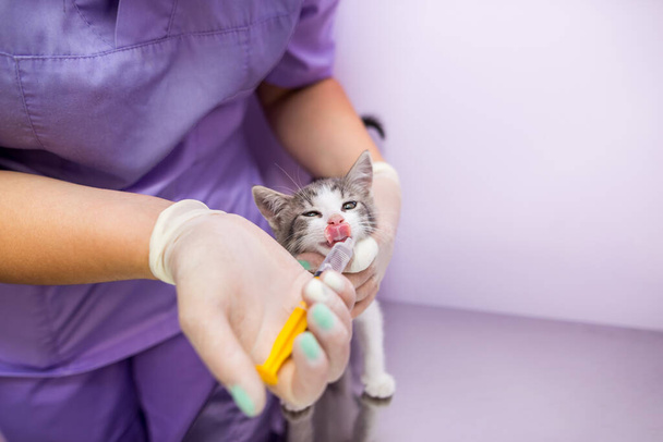 The veterinarian feeds the cat using a syringe. Concept of nursing a sick animal or food and vitamin supplements in the feed.A female veterinarian gives vitamins to a small cat with a syringe. - Photo, image