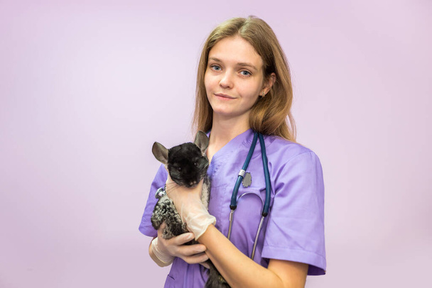 a female veterinarian holds a chinchilla in a veterinary clinic. Photo of a veterinarian with a chenshila in his hands. - Zdjęcie, obraz