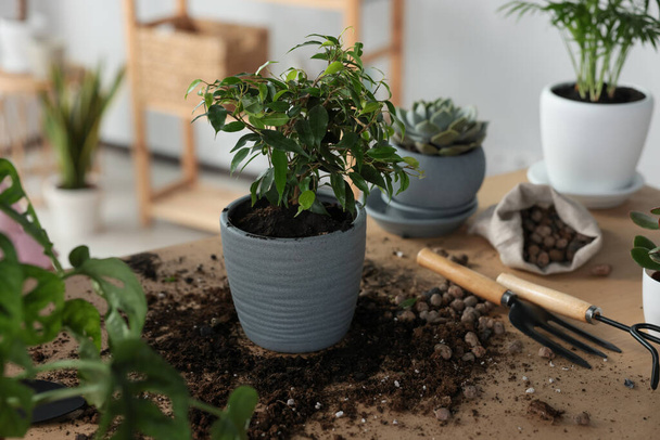 Beautiful houseplant, soil and gardening tools on wooden table indoors - Foto, Imagen