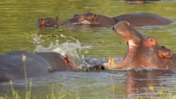 Two fighting young male hippopotamus Hippopotamus - Footage, Video