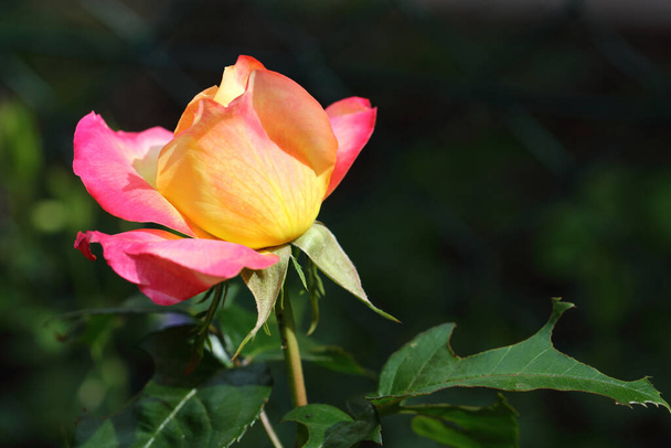 Gelb-rote Rose / Yellow-red Rose / Rosa - Foto, afbeelding