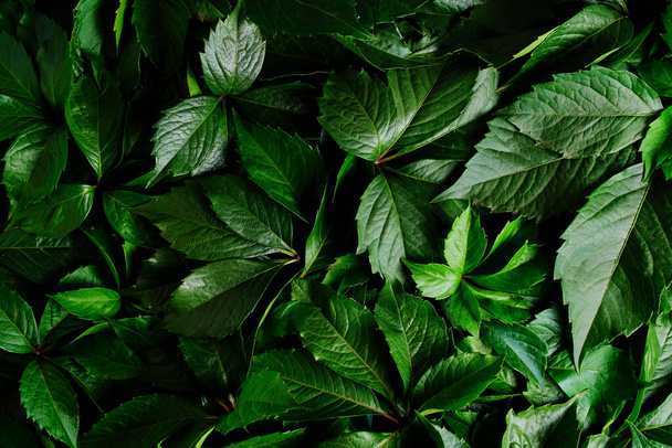 Abstract natural background wall of green foliage - Φωτογραφία, εικόνα