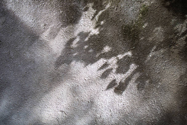 Абстрактне листя сірого тіні з темним боке, природні листя гілки дерева, що падають на текстуру сірих бетонних стін для фону і шпалер, монохромні, природні мистецькі тіні на стіні
 - Фото, зображення