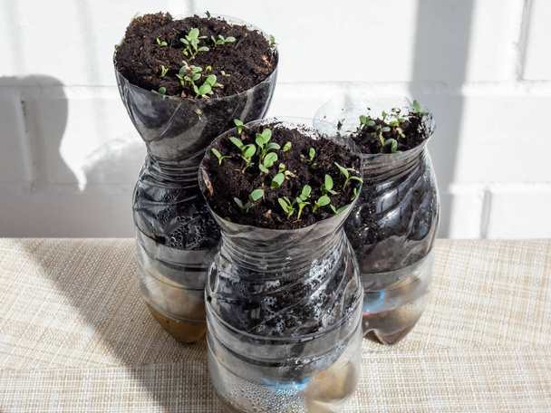 Growing young, green seedlings in DIY plastic pots made from cut plastic bottles. Small, green plants growing indoors at home in recycled bottle planter with white wall in background - Foto, Imagem
