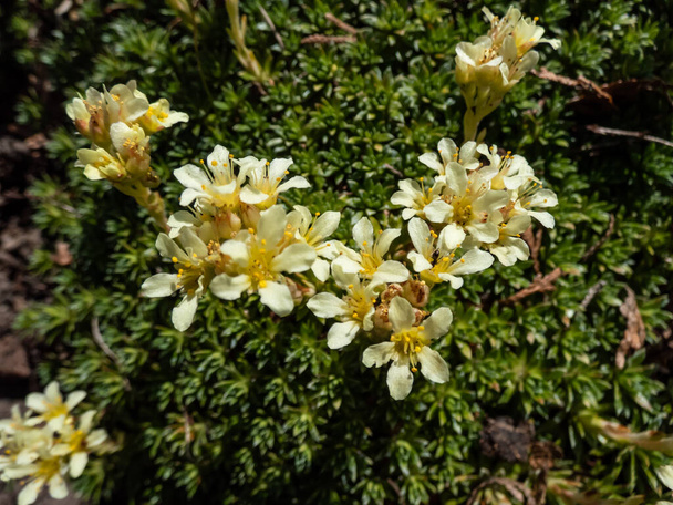 Close-up of Saxifrage (Saxifraga sp.) flowering with white and yellow flowers of five petals in rock garden in bright sunlight - Photo, Image