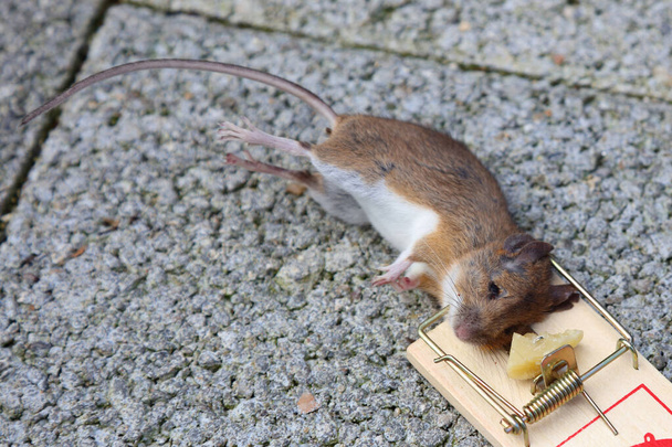 Gelbhalsmaus / Yellow-necked mouse / Apodemus flavicollis - Фото, зображення