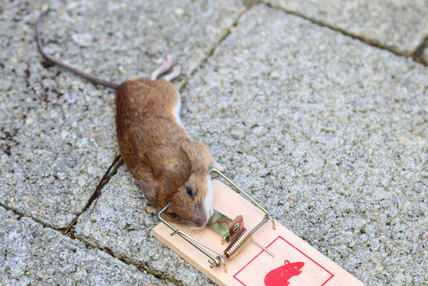 Gelbhalsmaus / Yellow-necked mouse / Apodemus flavicollis - Foto, Bild