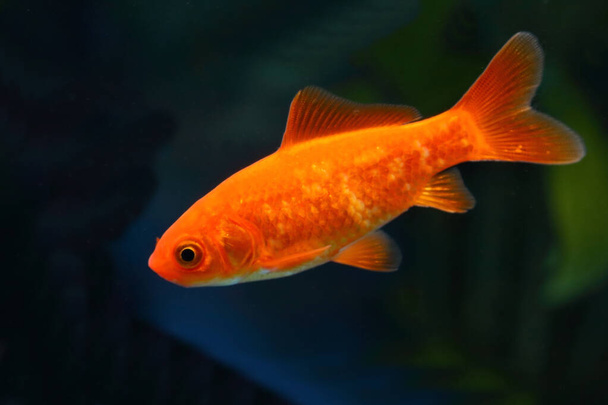 Goldfisch / Goldfish / Carassius auratus - Photo, Image