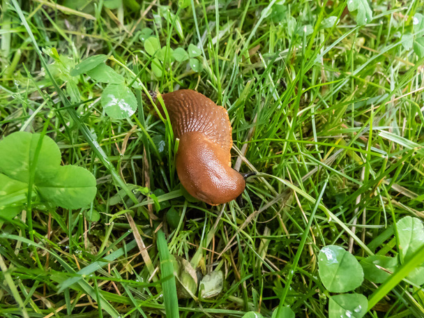 Close-up of the brick-red, dirty orange or brown Spanish slug (Arion vulgaris or Arion lusitanicus) on the ground in summer. Invasive species and horticultural and agricultural slug pest - Fotografie, Obrázek