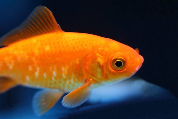 Goldfisch / Goldfish / Carassius auratus - Photo, Image