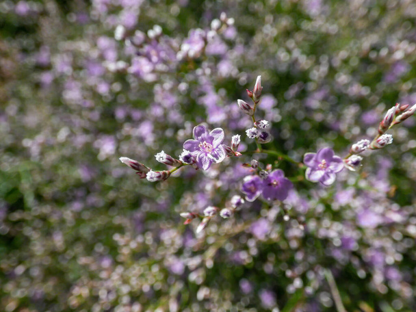Macro shot of lilac lavender five-petalled flowers of wildflower Sea Lavender (limonium latifolium) in sunlight. Beautiful and delicate floral background - 写真・画像