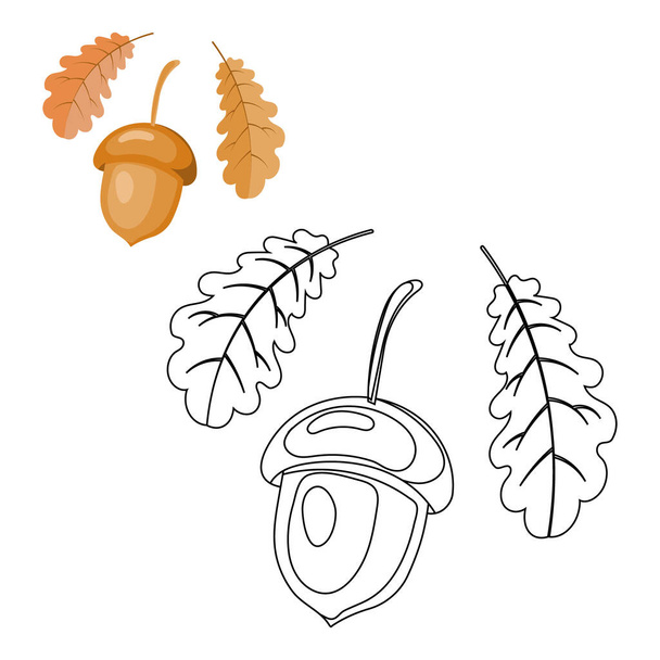 Acorn and oak leaves on a white background sketch for coloring and illustration. Autumn print, vector - Vetor, Imagem
