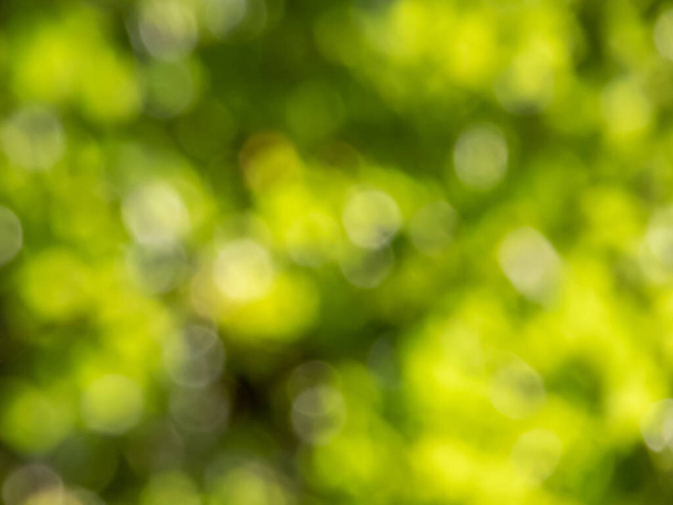 Πράσινο bokeh αποτέλεσμα και σκόπιμα θολή θέα του ήλιου throught πράσινα φύλλα. Πράσινο και φρέσκο συναίσθημα. Θολή φόντο με φωτογραφικό εφέ bokeh σε όμορφους τόνους της φύσης - Φωτογραφία, εικόνα