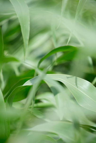 Abstract blurred background of green corn foliage - Fotoğraf, Görsel