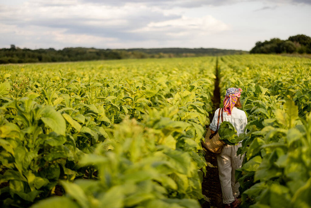 Woman as a farm worker walks back between rows while gathering tobacco leaves on plantation in the field early in the morning. Concept of agriculture of tobacco growing - Fotó, kép