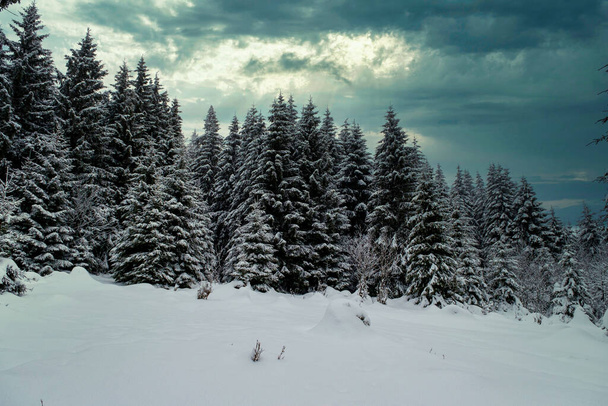 Еловый лес зимой покрыт снегом. Живописный вид заснеженных елок в морозный день. Германия. - Фото, изображение
