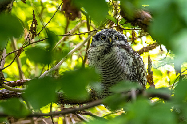 Perching Northern Hawk Owl (Surnia ulula) - Foto, Imagem