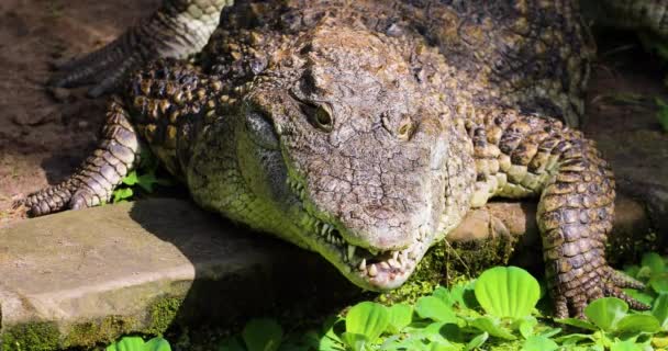 crocodile close-up opens its mouth on the hunt in the wild. horizontal - Video