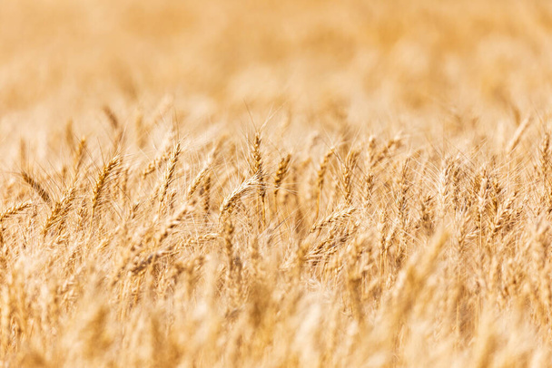 USA, Washington State, Whitman County. Palouse. Mature wheat ready for harvest. - Foto, immagini