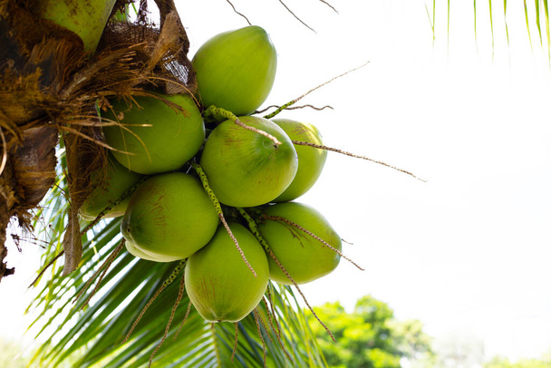 Kokosboom met trossen kokosvruchten - Foto, afbeelding
