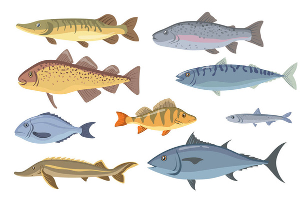 Zee- en zoetwatervissen. Tilapia, heilbot, sardine, dorado, haring, zalm, garnaal geïsoleerd op wit. Vector illustratie voor visserij, zeevruchten, vismarkt, gastronomisch concept - Vector, afbeelding